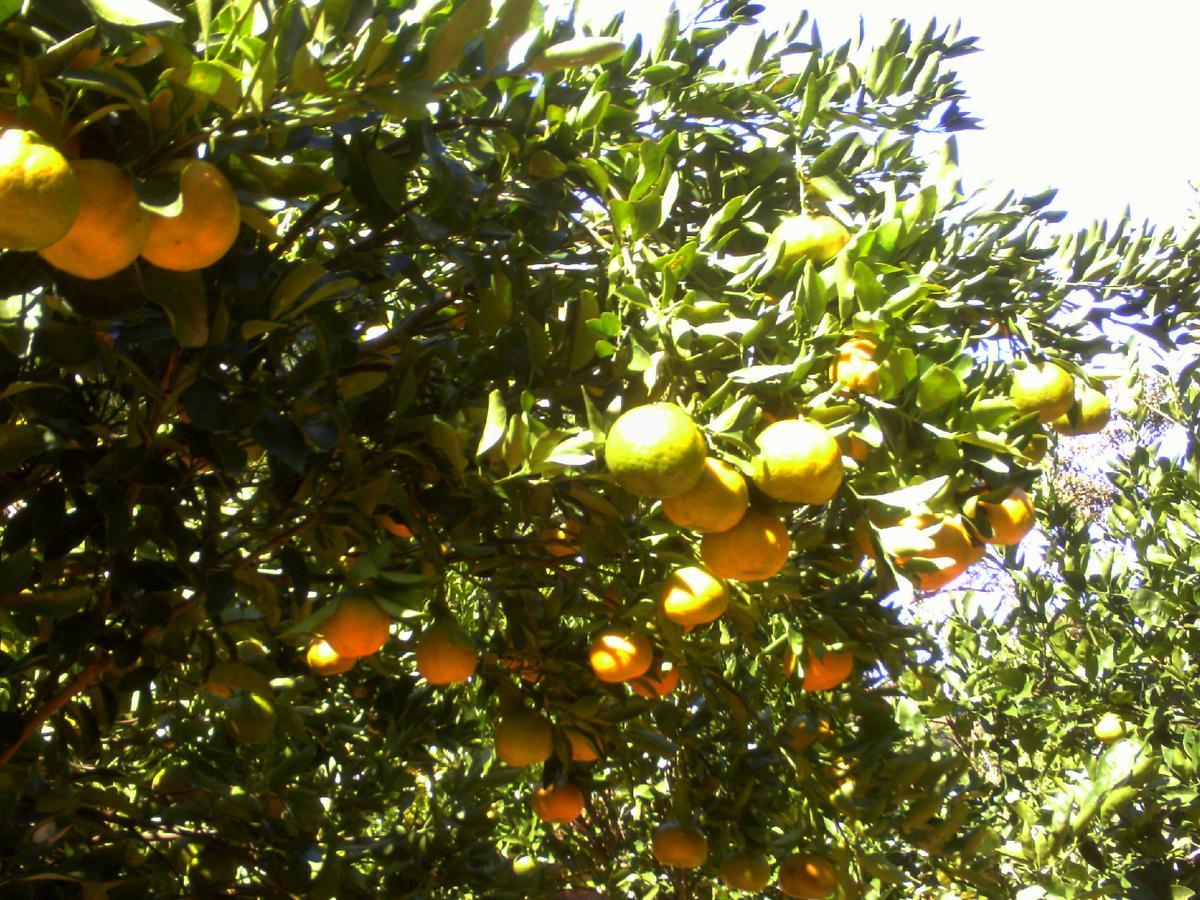 Sitio Da Cachoeirinha Paraju Domingos Martins Floriano Simmer Exterior foto